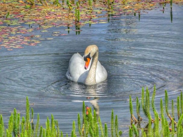 Wildlife