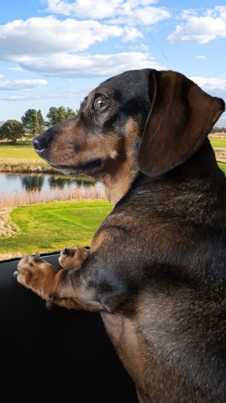 Pet